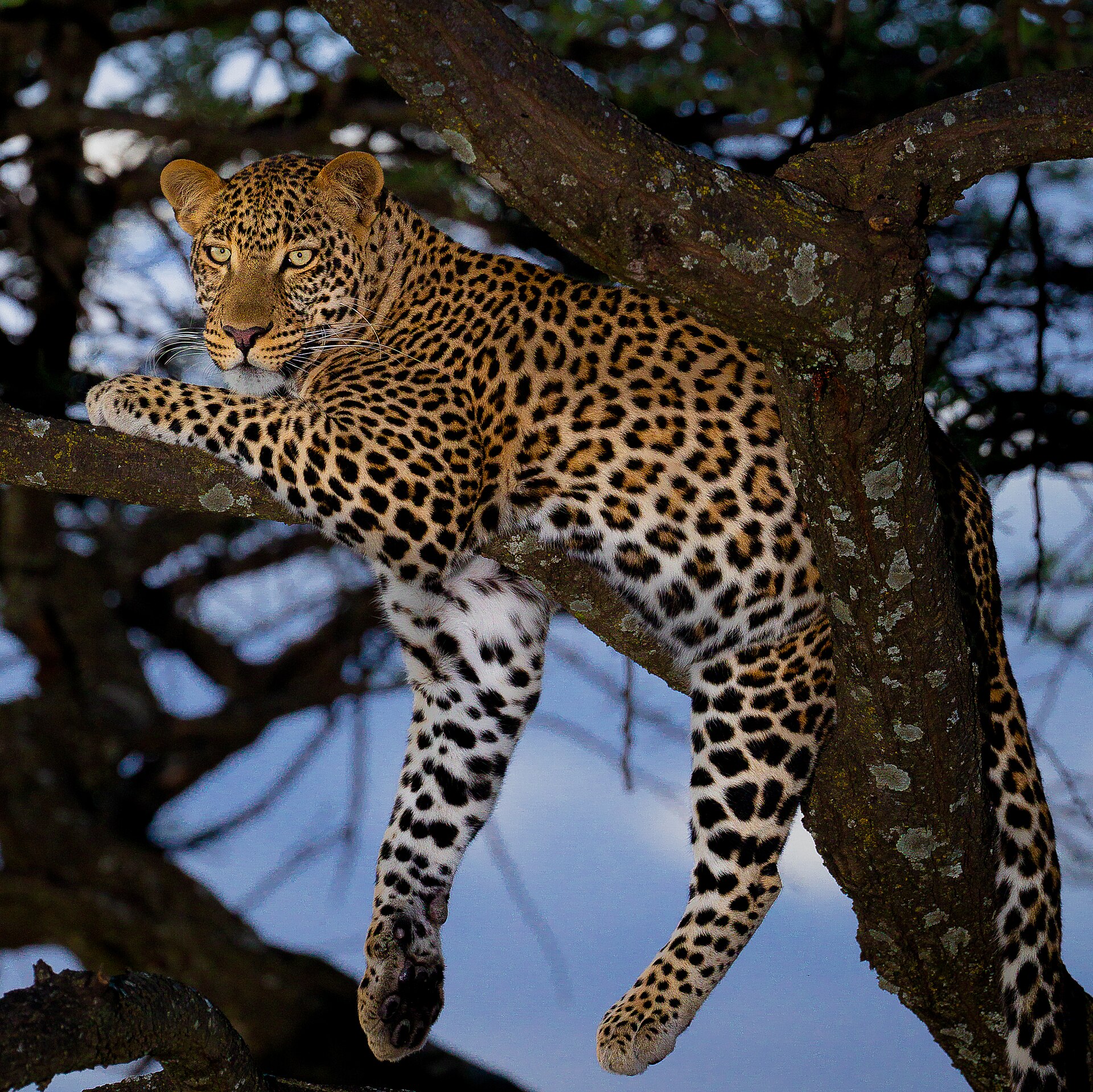 African leopard male at Maasai Mara National Reserve