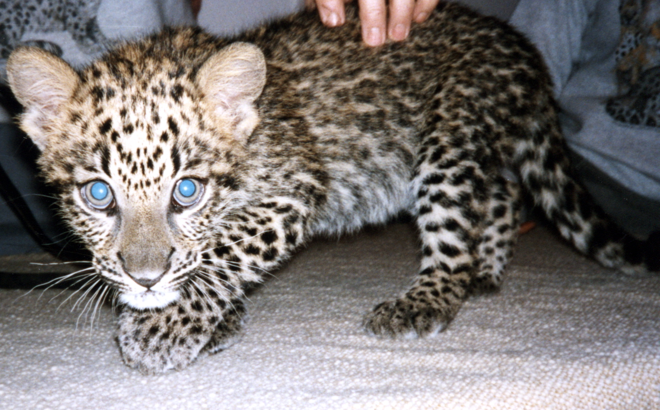 Baby Spotted Leopard. medium kitty