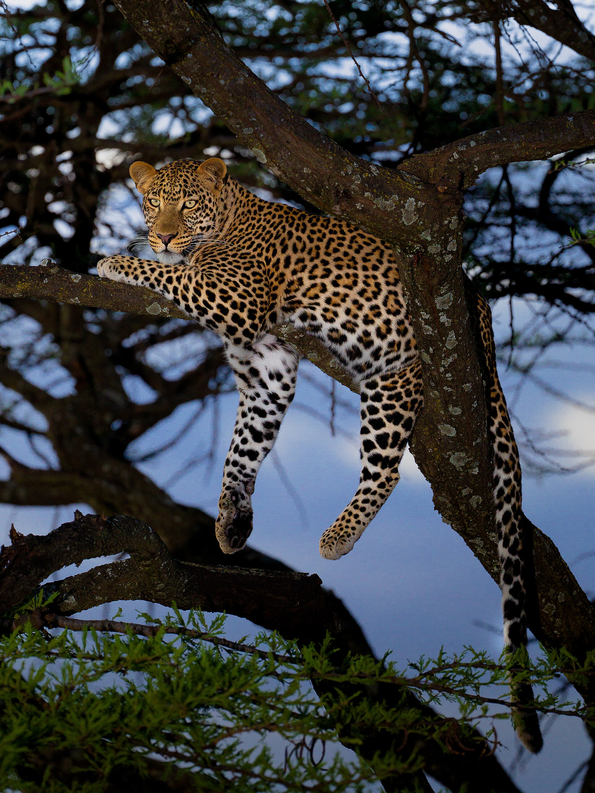 Afrikanischer Leopard mit Rosettenzeichnung