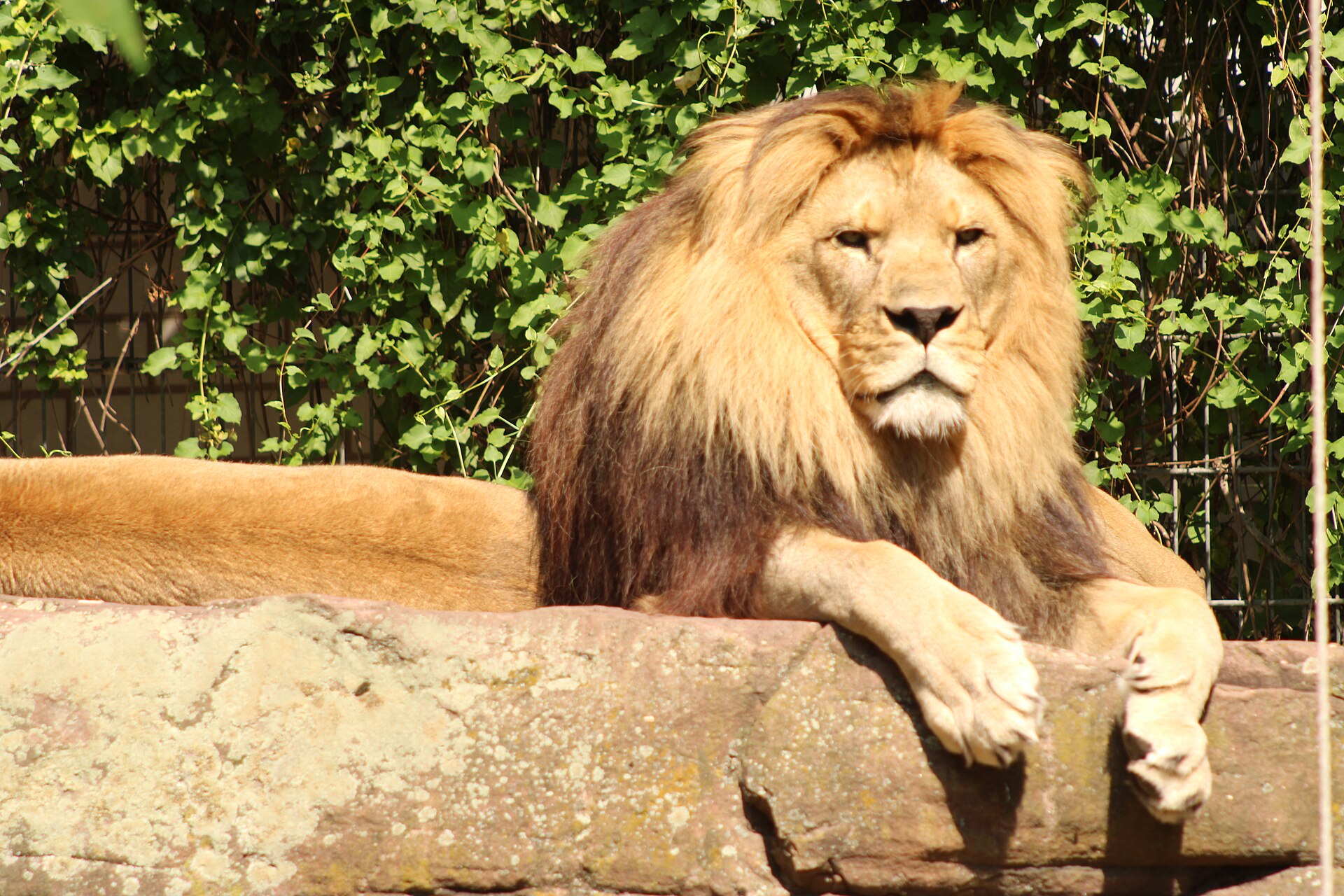 Berber-Löwe (Panthera leo leo) im Heidelberger Zoo
