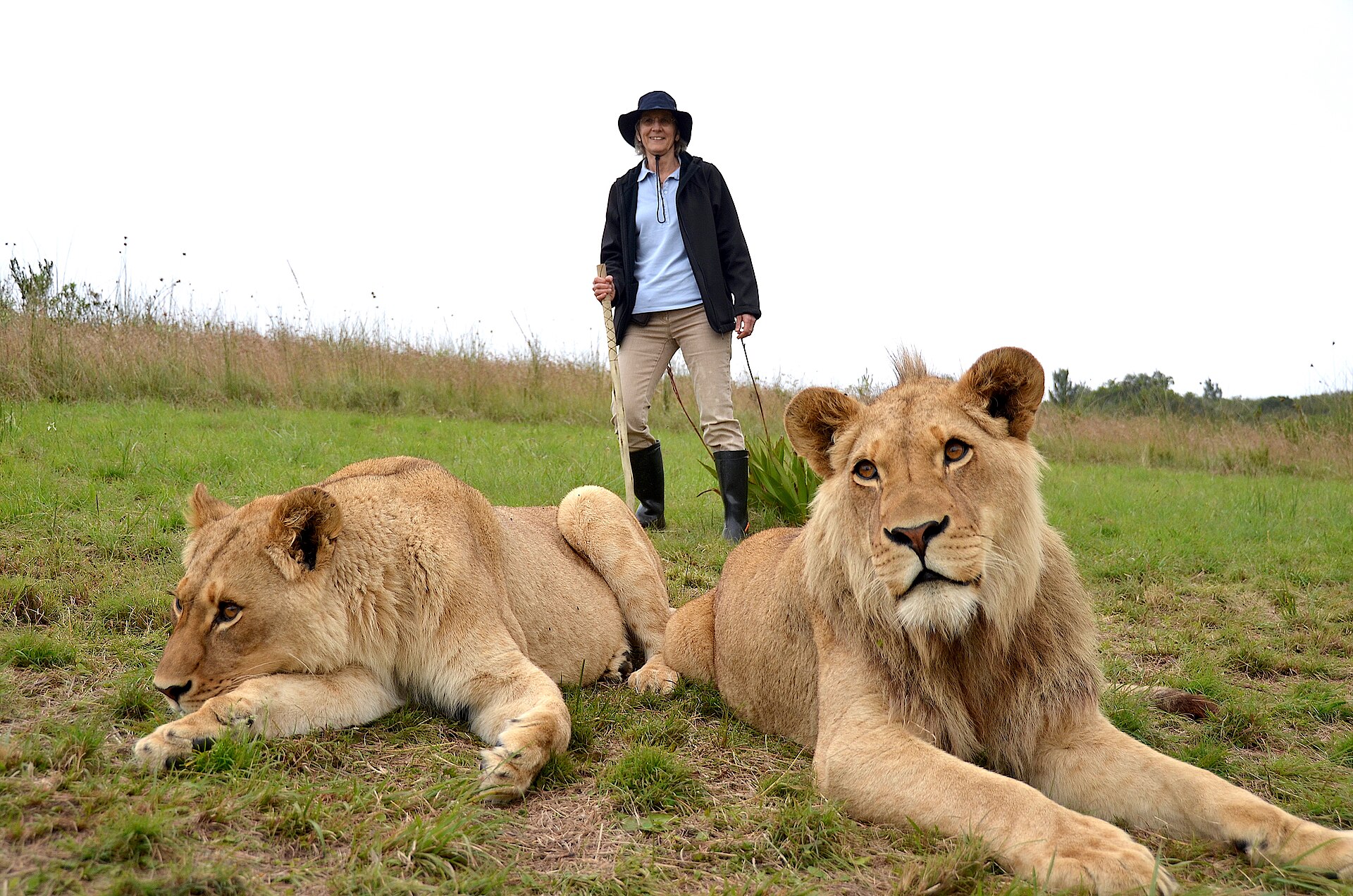 Guided tour with Lions at Botlierskop Game Reserve in South Africa