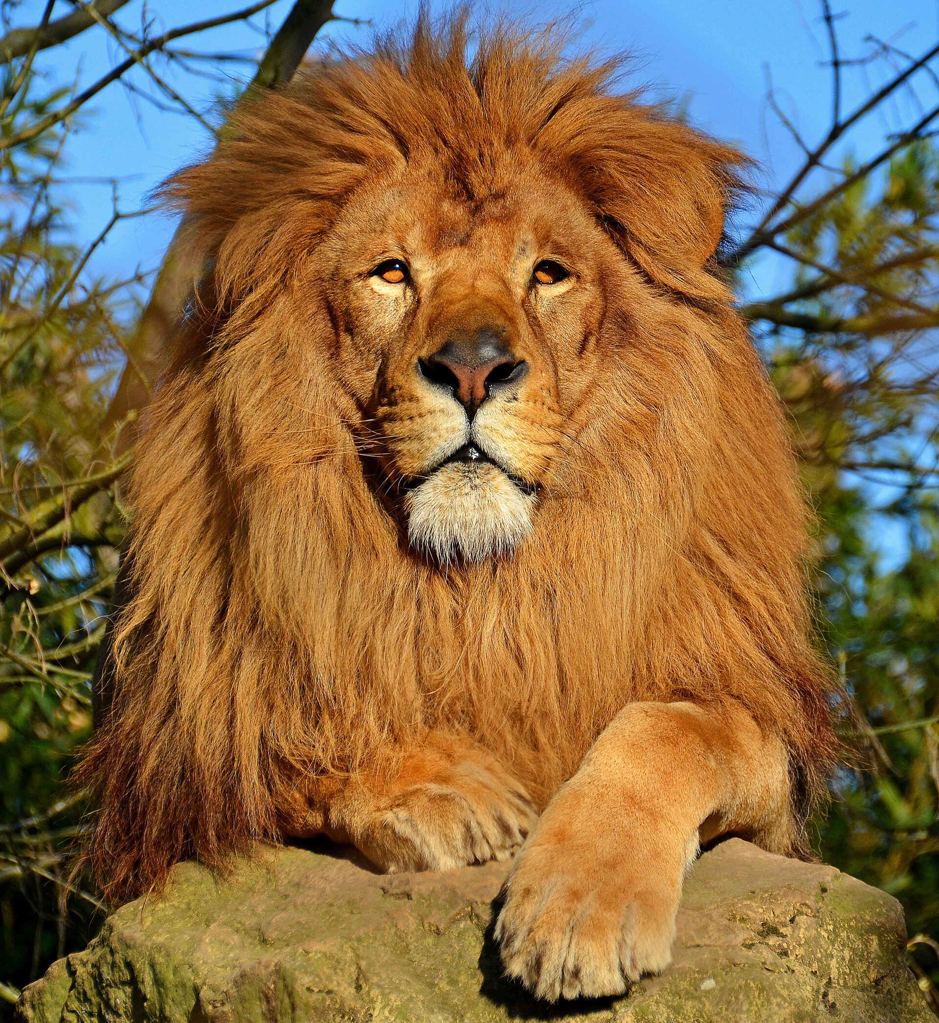 Afrikanischer Löwe mit Mähne