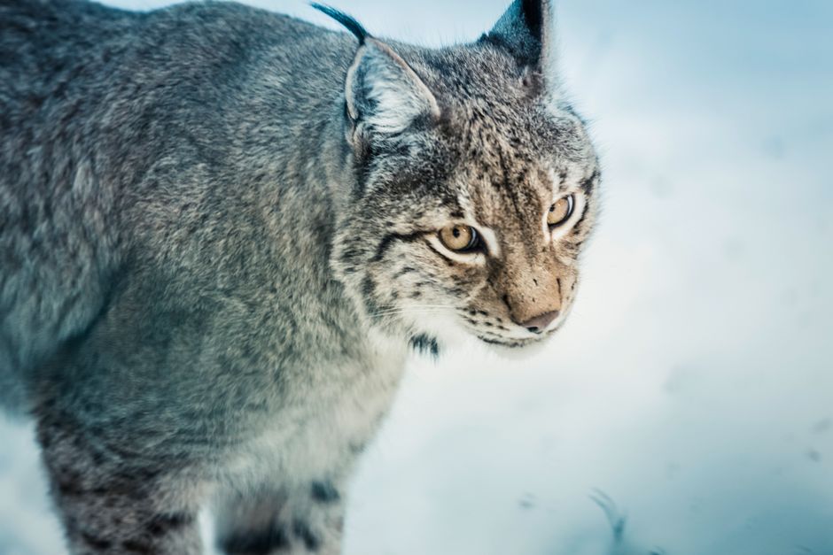 Große Beutegreifer: Wolf & Luchs in mitteleuropäischen Revieren
