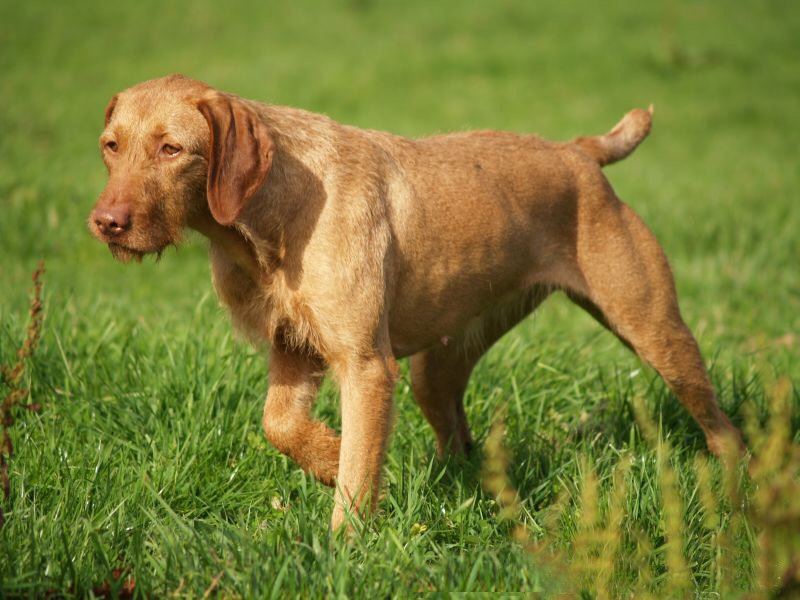 Magyar Vizsla (Drahthaar), Jagdhund