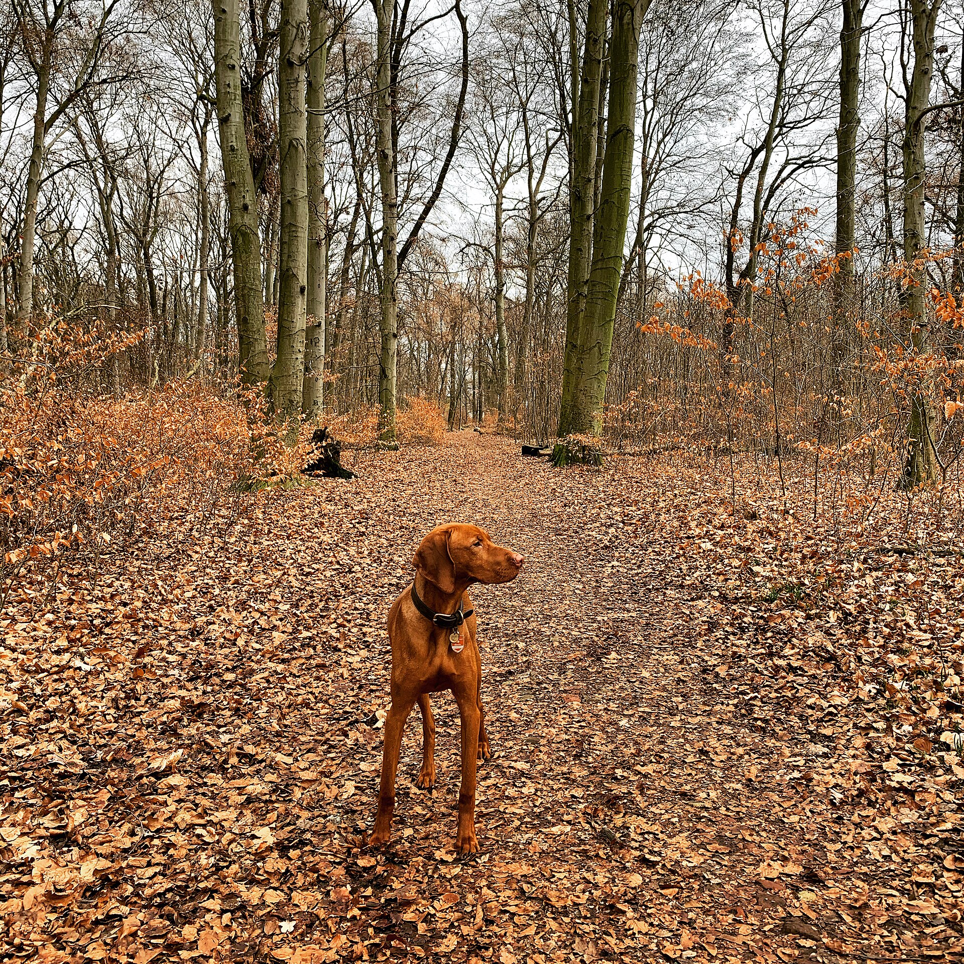 Kurzhaariger Magyar Vizsla im Wald, rötlich-goldenes Fell