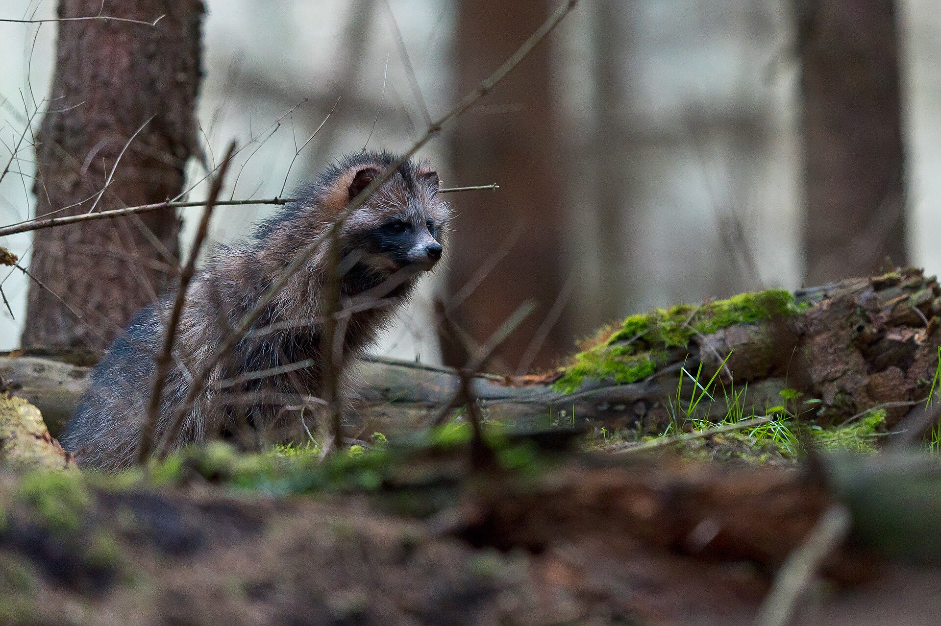 A raccoon dog (Nyctereutes procyonoides) of unknown sex eyes the vicinity of its burrow between moss and young pines in the Western Pomerania Lagoon Area National Park.