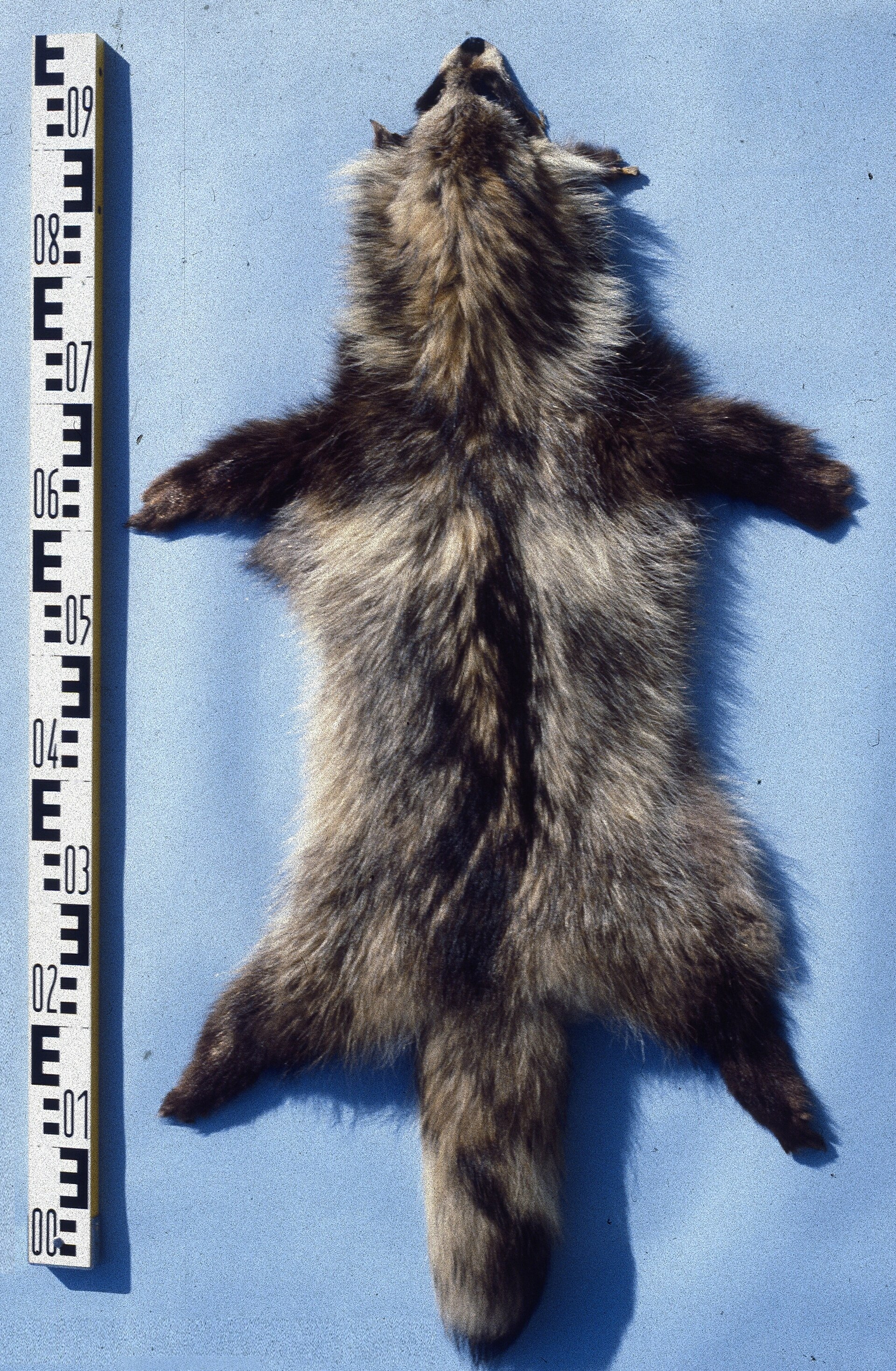 Raccoon dog fur skin ( Nyctereutes procyonoides ). Fur skin collection, Bundes-Pelzfachschule , Frankfurt/Main, Germany