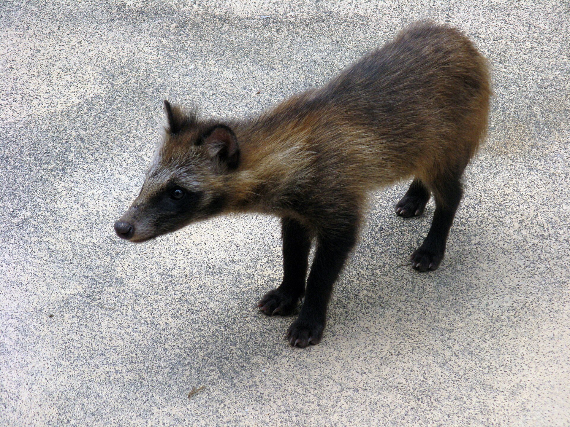 Nyctereutes procyonoides , juvenile, taken in Miyajima, Japan
