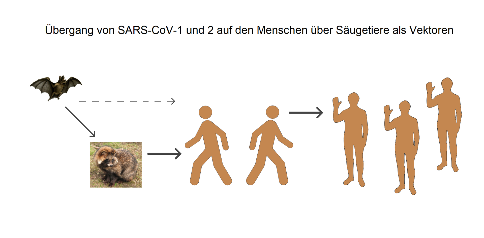 Übergang von SARS-CoV-1 und SARS-CoV-2 über Säugetiere als Vektoren auf den Menschen und Beginn der Mensch-zu-Mensch-Übertragung.