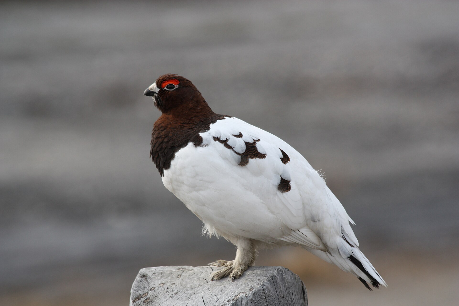 Moorschneehuhn im rötlich-braunen Sommerkleid auf Heide