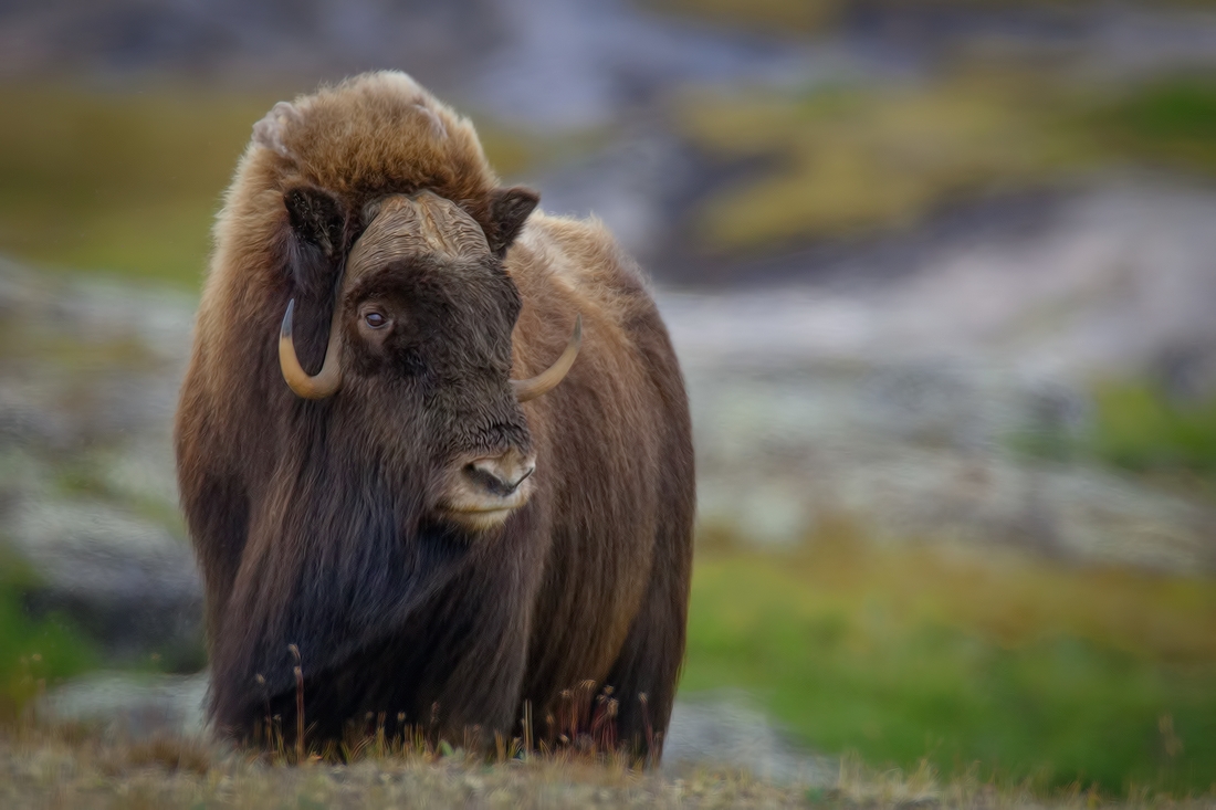 Moschusochse mit dichtem Wollvlies und Hornschild in offener Tundra