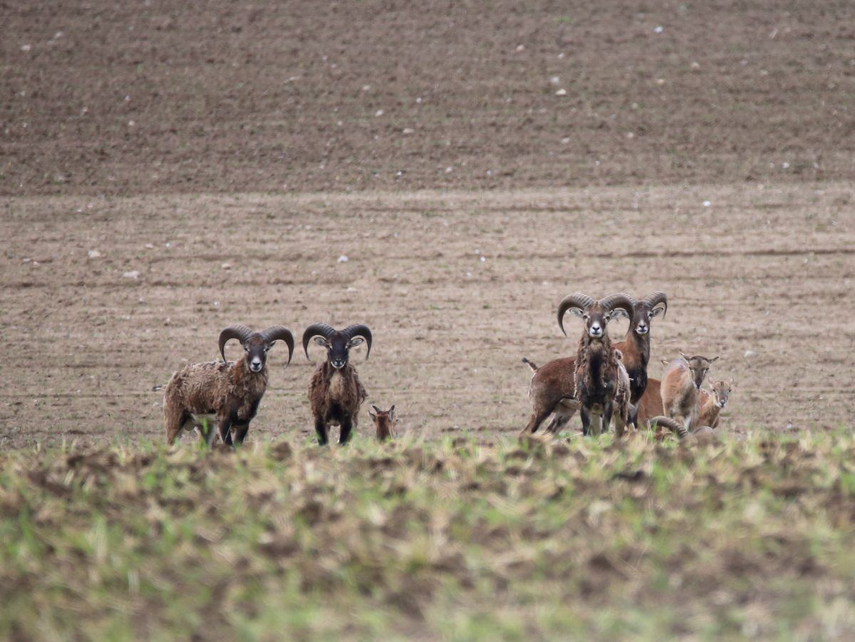 Mufflons in Südmecklenburg