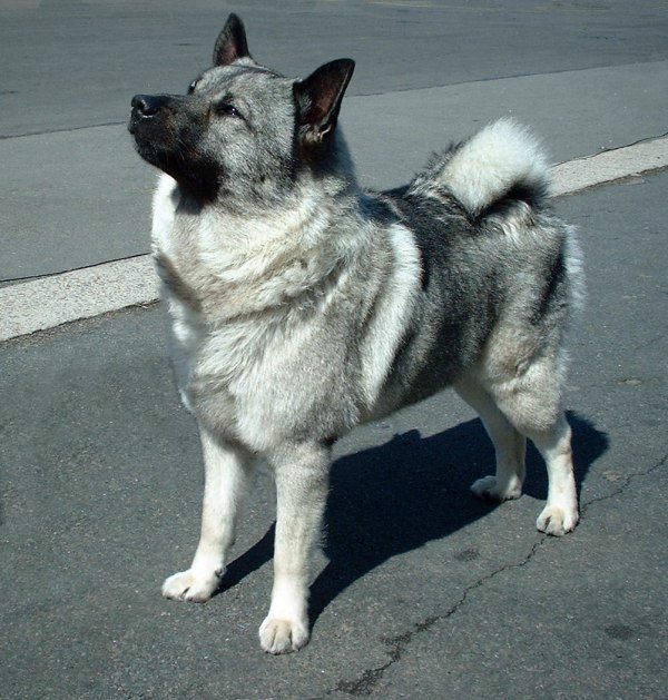 Norwegischer Elchhund, graues Spitzfell mit Ringelrute