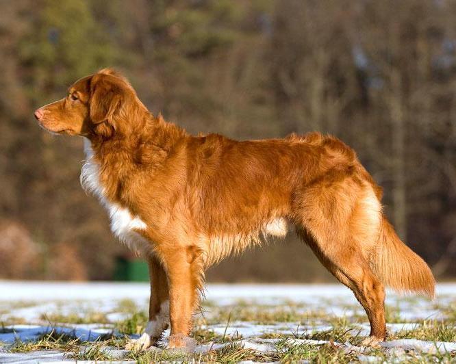 Nova Scotia Duck Tolling Retriever (Toller), Jagdhund