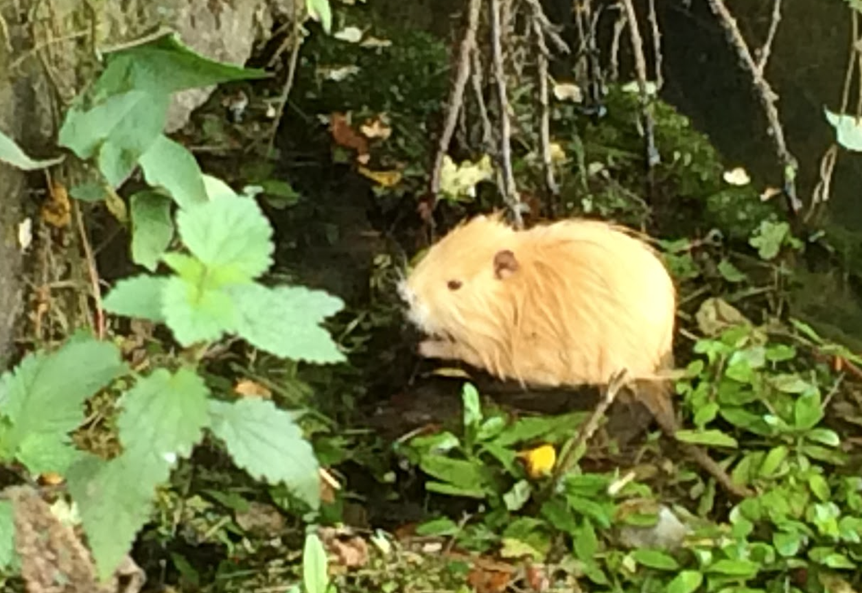Nutria-Jungtier (Farbmutation), s. Nutriafell .