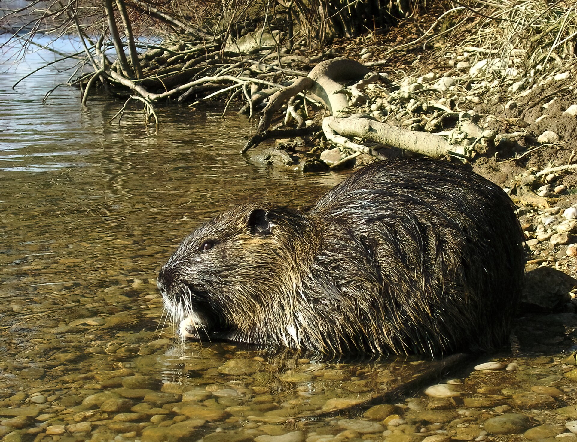 Nutria am Wasser
