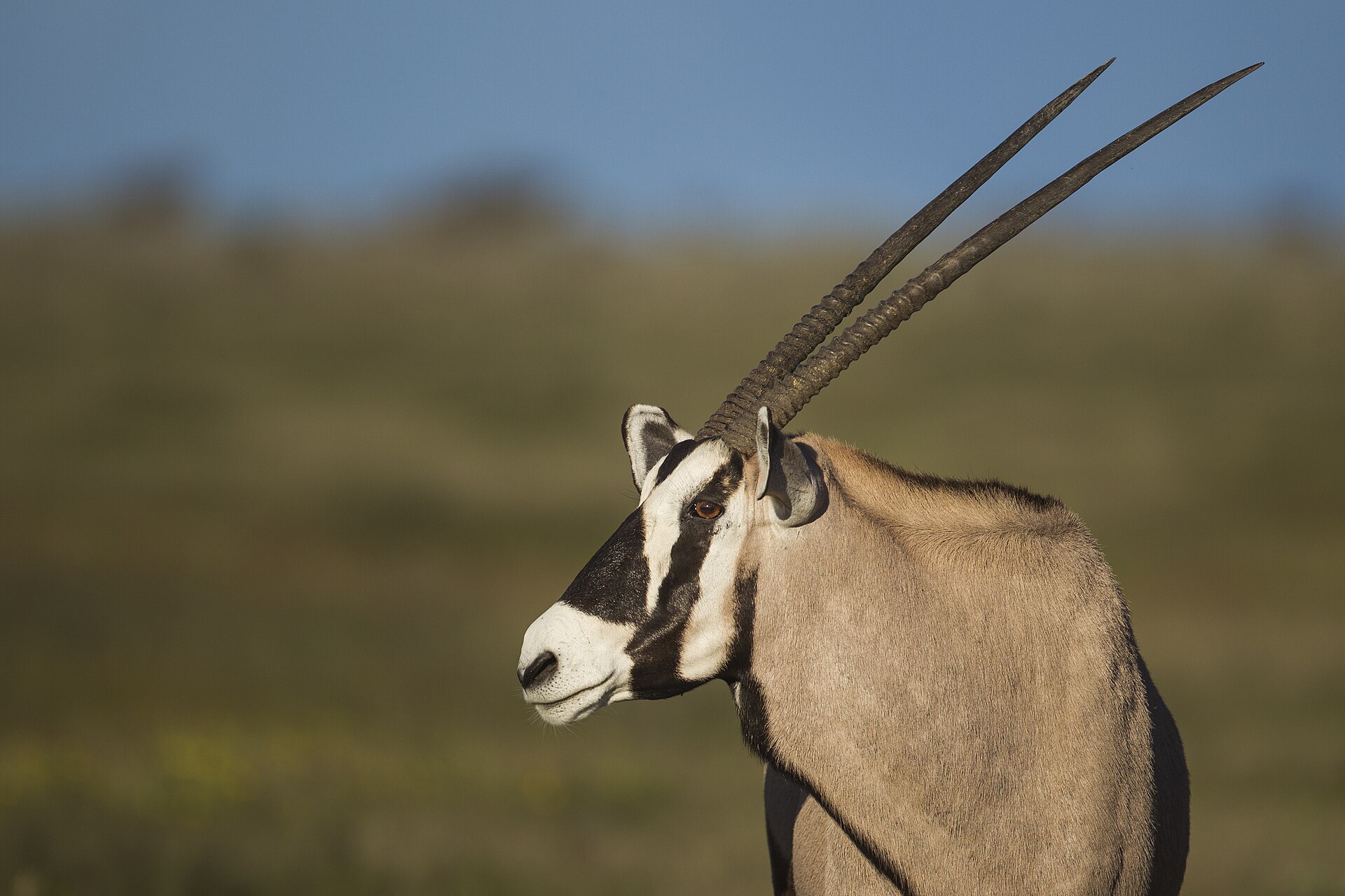 Gemsbok (Oryx gazella) in Etosha National Park