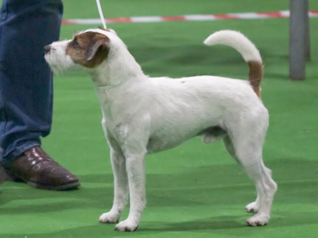 Abbildung zu Parson Russell Terrier (Terrier)