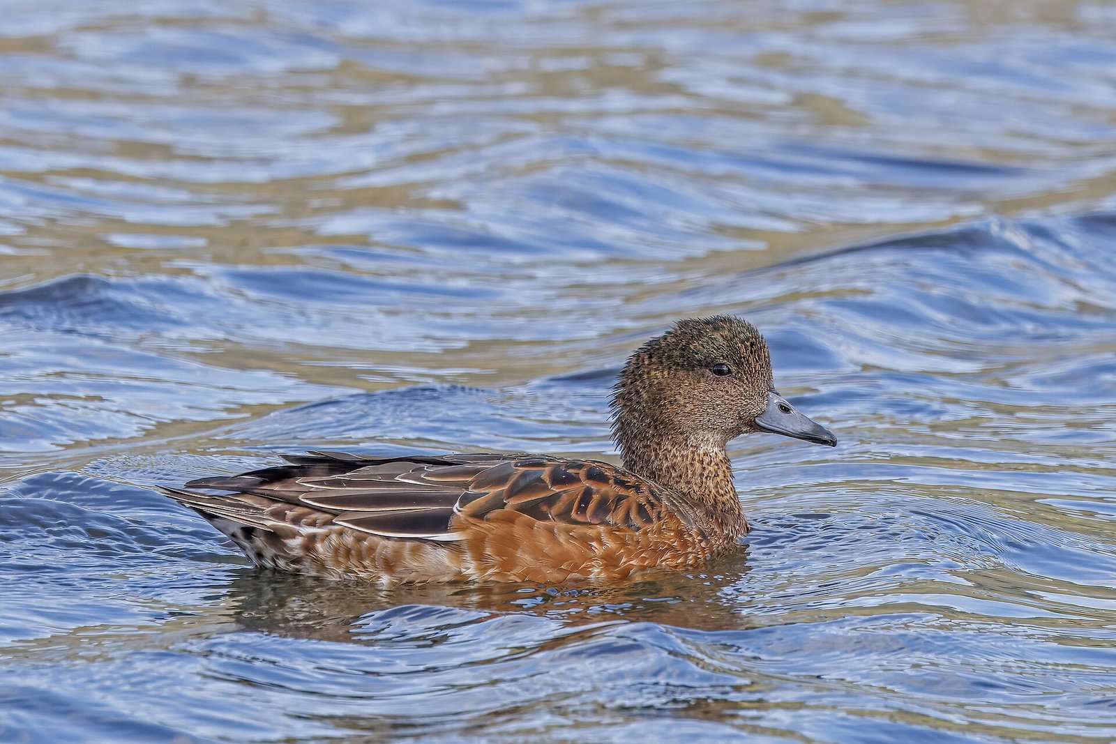 Pfeifenten-Ente mit rötlich-brauner Färbung, rundem Kopf und kleinem blaugrauem Schnabel