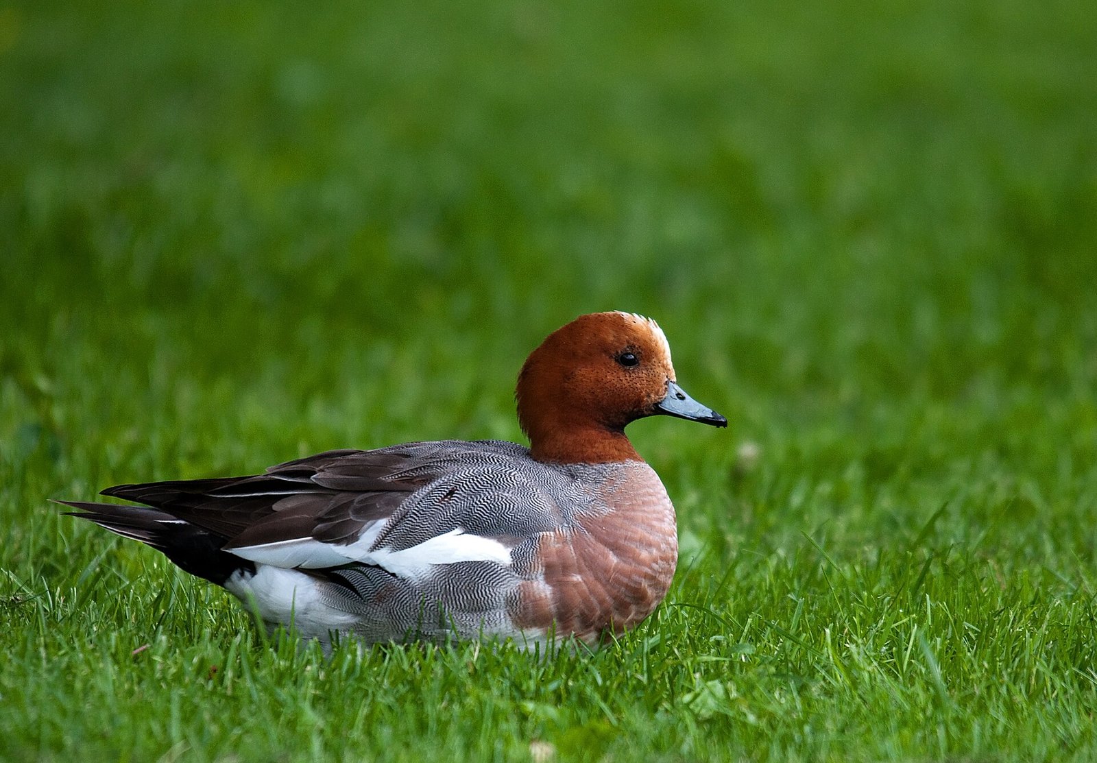 Pfeifenten-Erpel beim Weiden auf kurzem Gras, typisch für die Nahrungssuche an Land