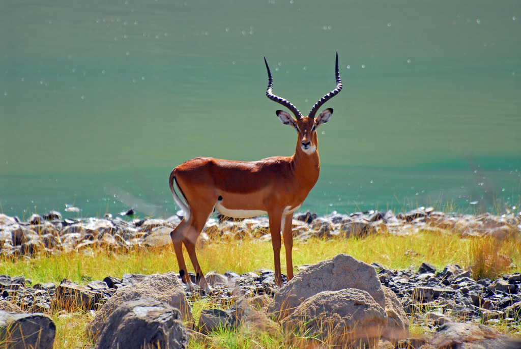 Plains Game (Afrikanisches Steppenwild) (Antilopinae / Bovidae / Equidae) im natuerlichen Lebensraum