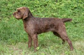 Abbildung zu Pudelpointer (PP) (Vorstehhunde)