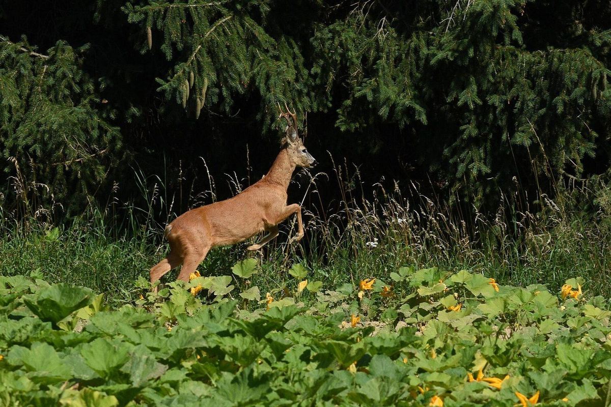 Reh in der Steiermark