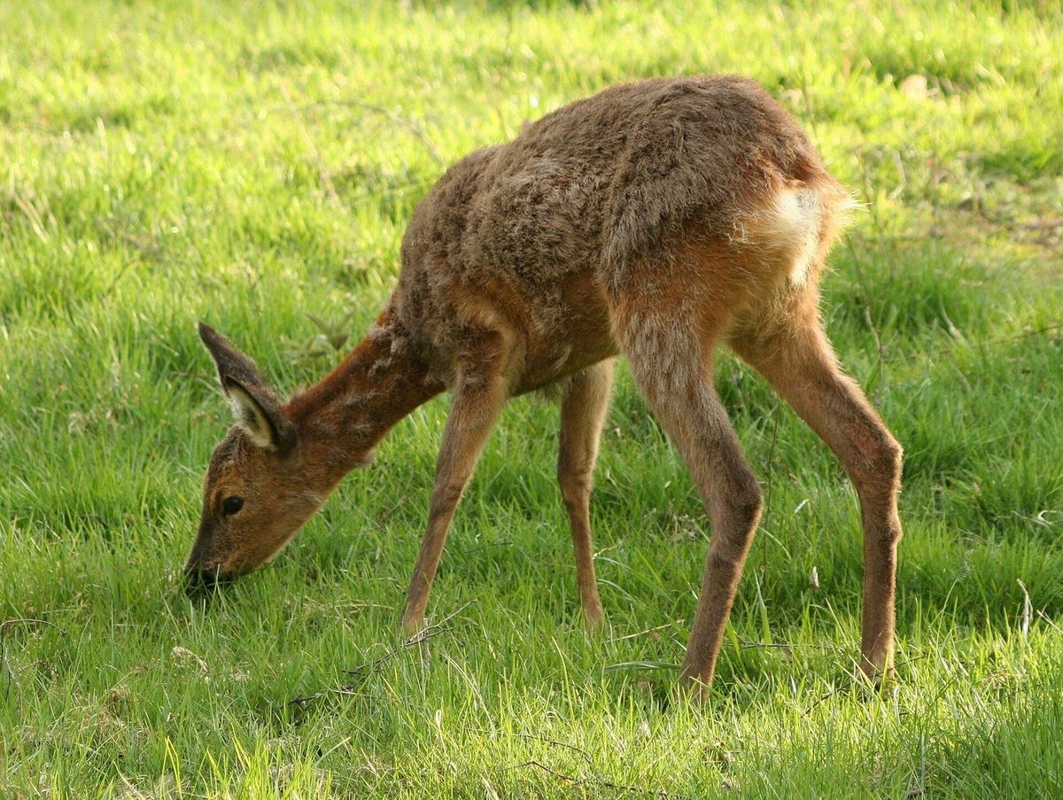 Reh in freier Wildbahn