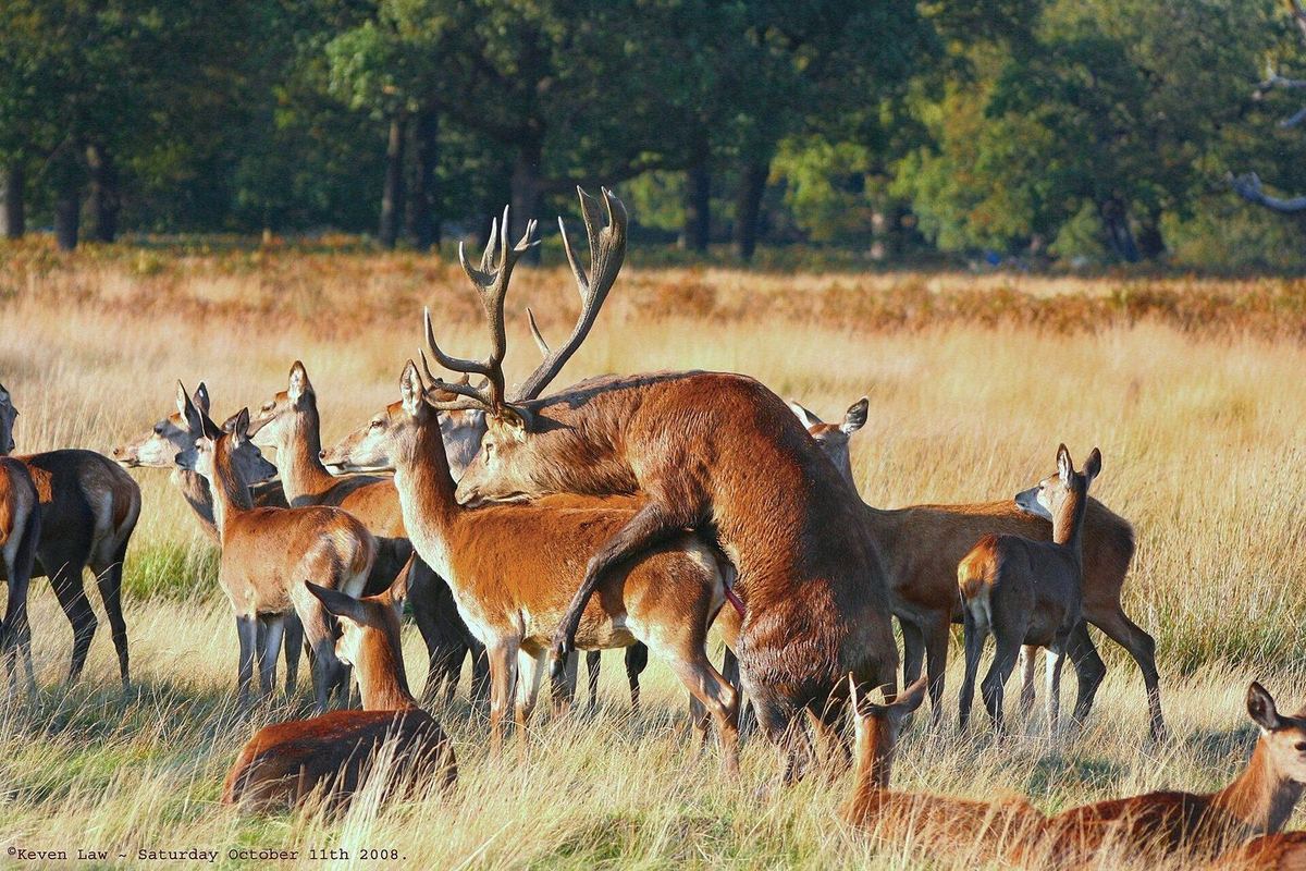 Rothirsch im natürlichen Lebensraum