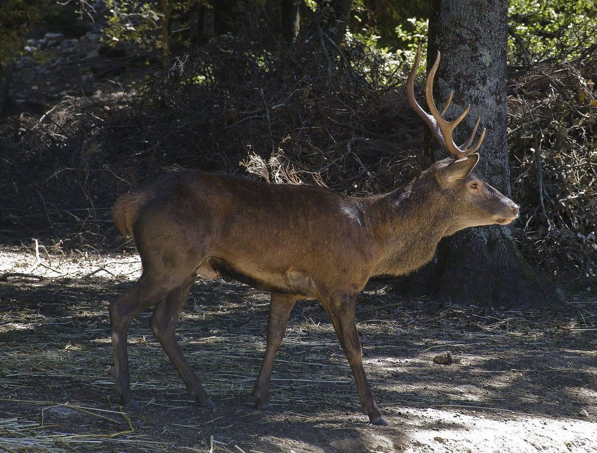 Sardischer Hirsch ( Cervus elaphus corsicanus ), Parco regionale dei Sette fratelli, Sardinien.