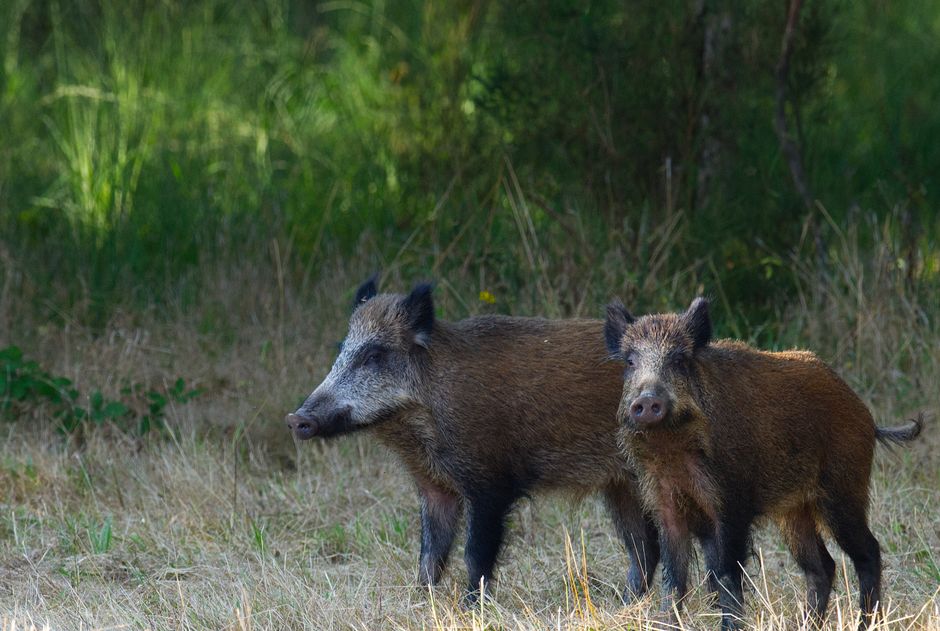 Wildschwein
