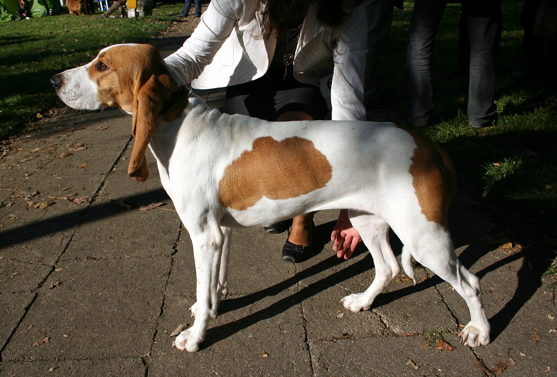 Schweizer Laufhund (Berner, Jura, Luzerner, Schwyzer), Jagdhund