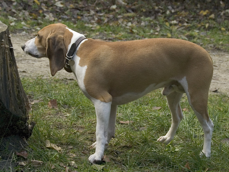 Schweizer Niederlaufhund, kurzläufige Bracke im Stand
