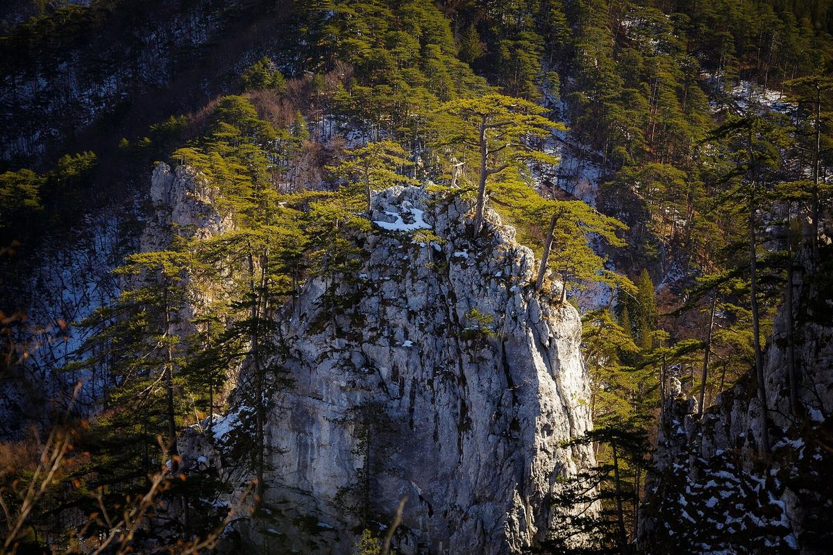 Heller Kalkfelsturm mit Schneeresten, bestanden von Kiefern im warmen Seitenlicht, ringsum dunkle, steile Nadelwaldhänge