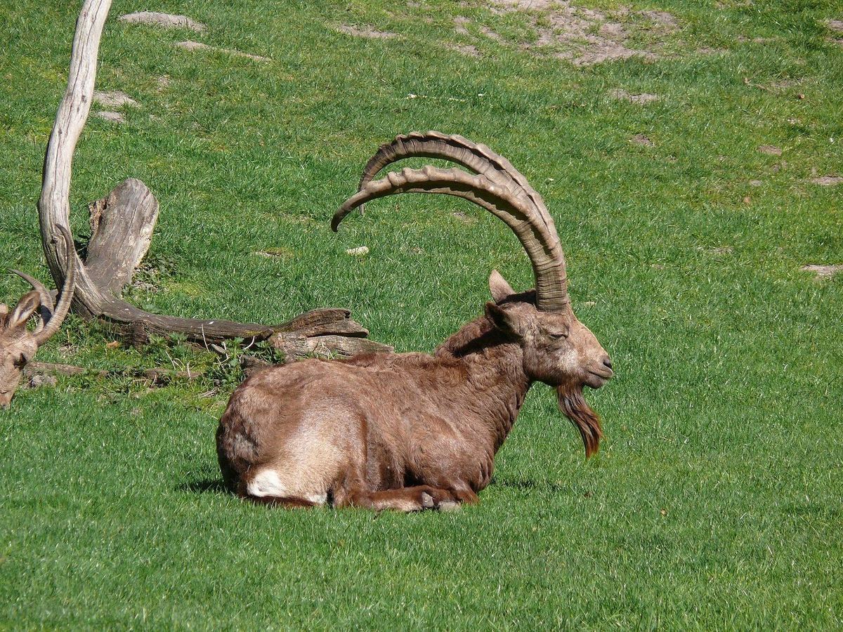 Ein Steinbock mit langen, stark gewulsteten Hörnern und langem Bart liegt auf einer gemähten Wiese neben einem Totholzstamm; am linken Rand ist ein zweites Tier angeschnitten