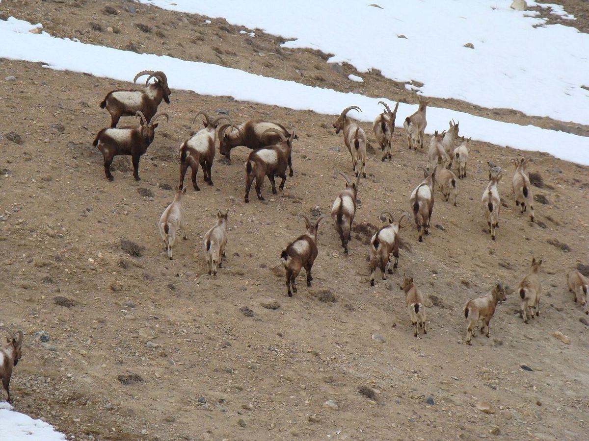 Sibirischer Steinbock im Spiti-Tal im Himalaya, Indien