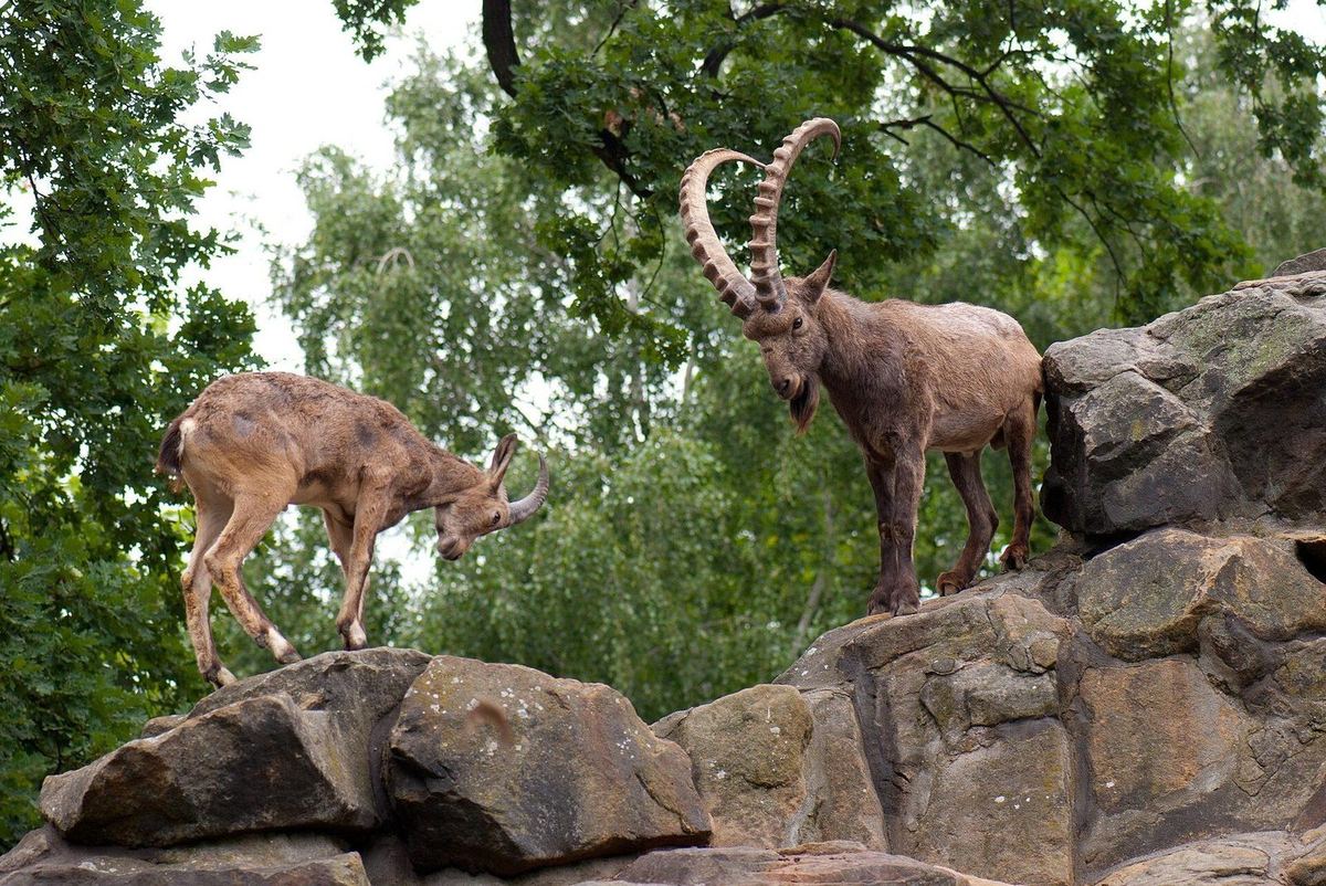 Bock mit langen, stark geknoteten Hörnern und Kinnbart sowie eine Geiß mit kurzen Hörnern auf aufgeschichteten Felsblöcken vor Eichen und Birken