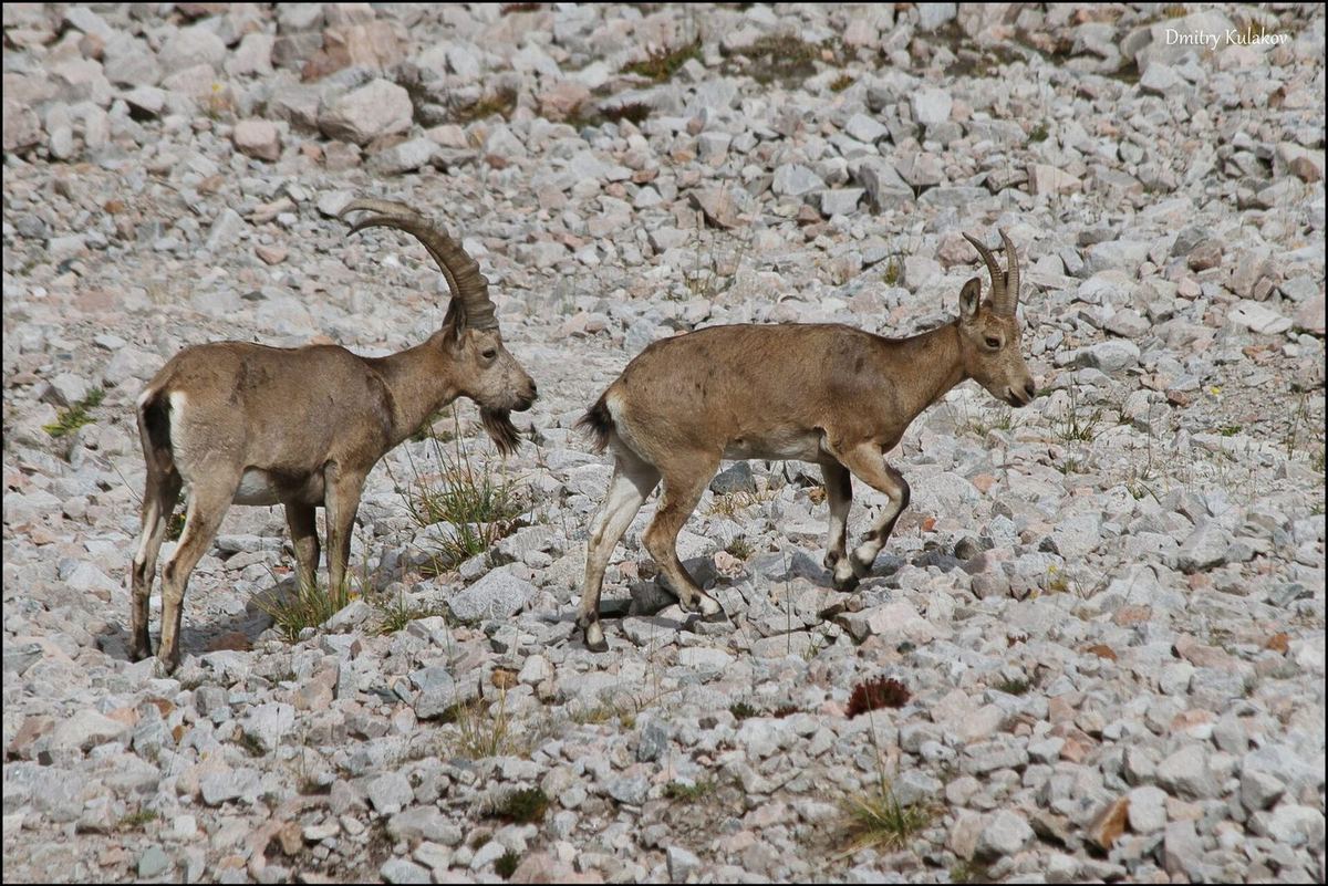 Sibirischer Steinbock in Kirgisistan