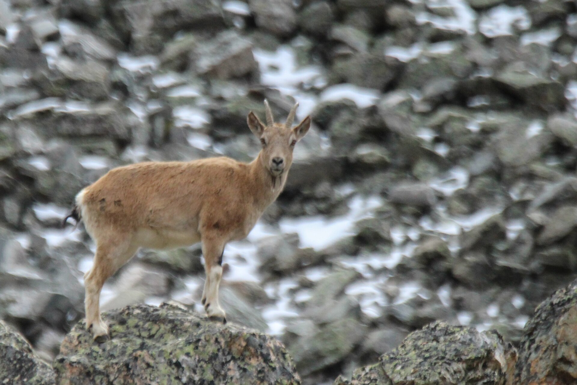 Sibirischer Steinbock im Hochgebirge