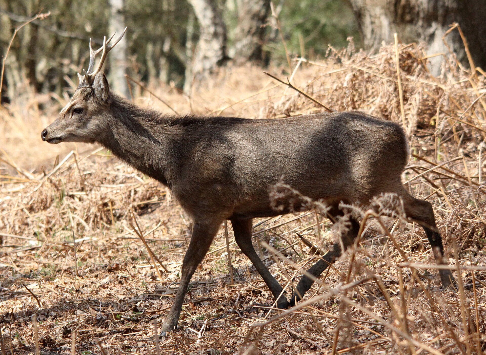 Sikahirsch (Sikawild)