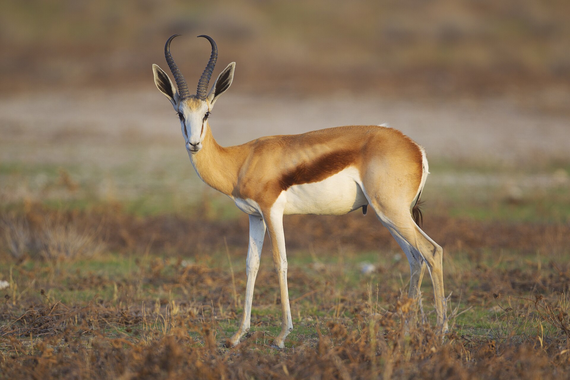 Adult springbok ( Antidorcas marsupialis ) male in Etosha National Park