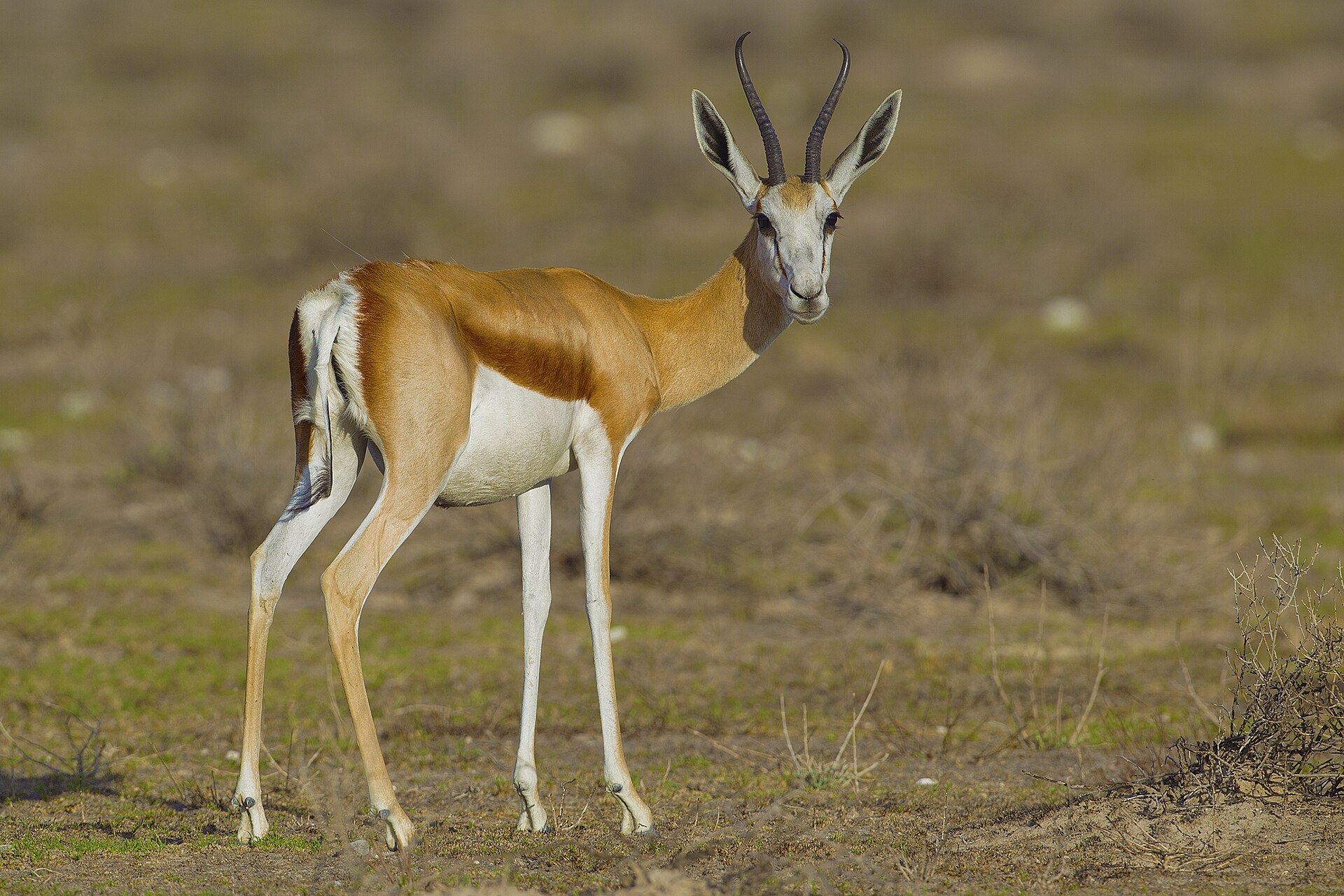 Adult springbok female