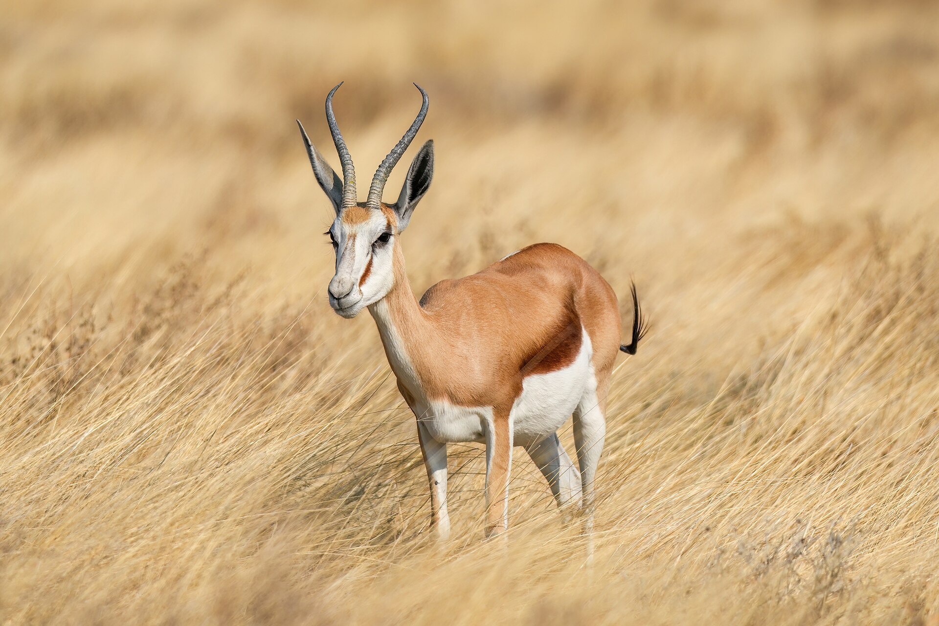 Male Springbok in Etosha National Park, Namibia