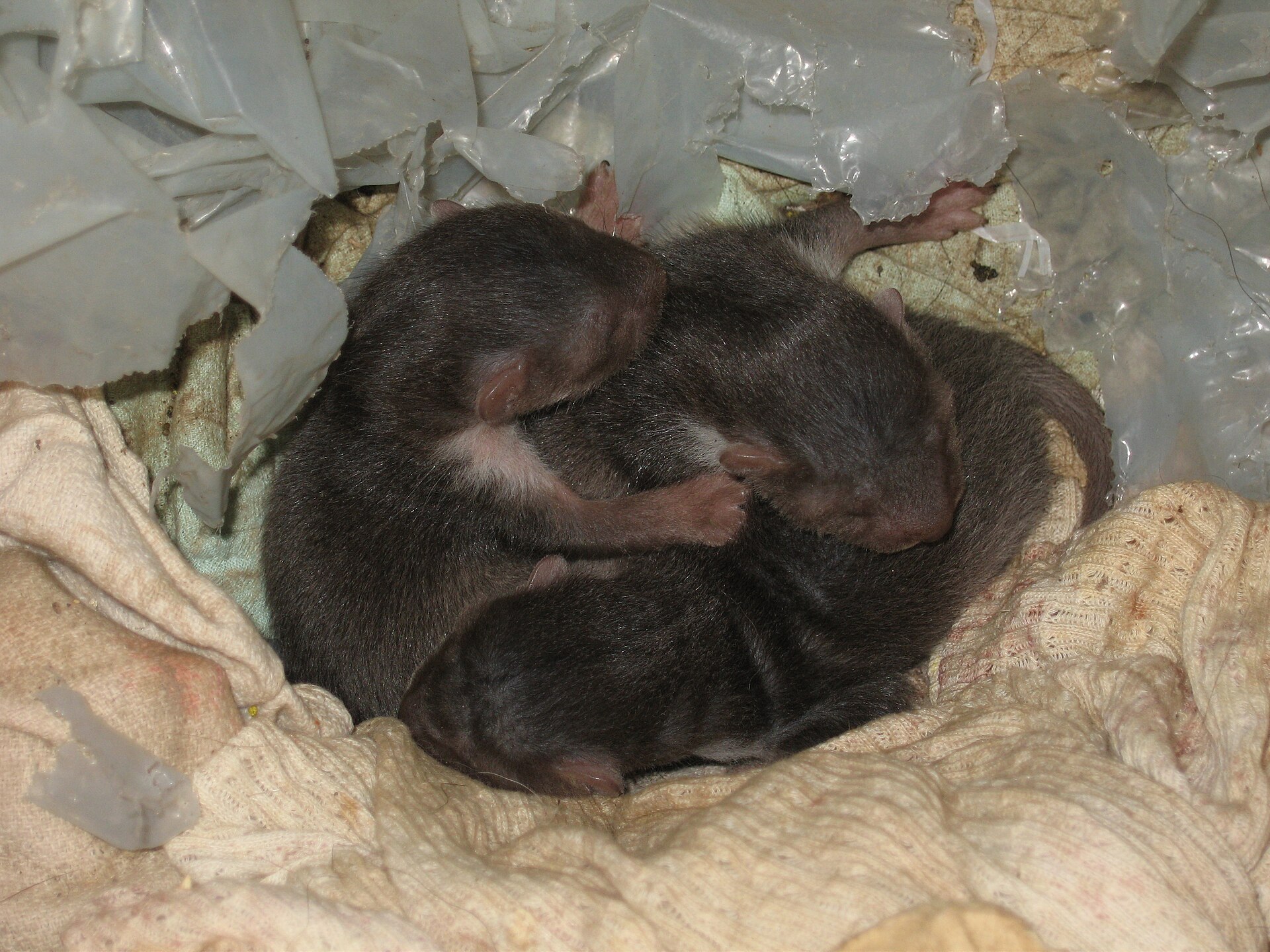 Beech Marten ( Martes foina ) - nest and litter of three found in а farm outbuilding in the village of Orlintzi, Bulgaria