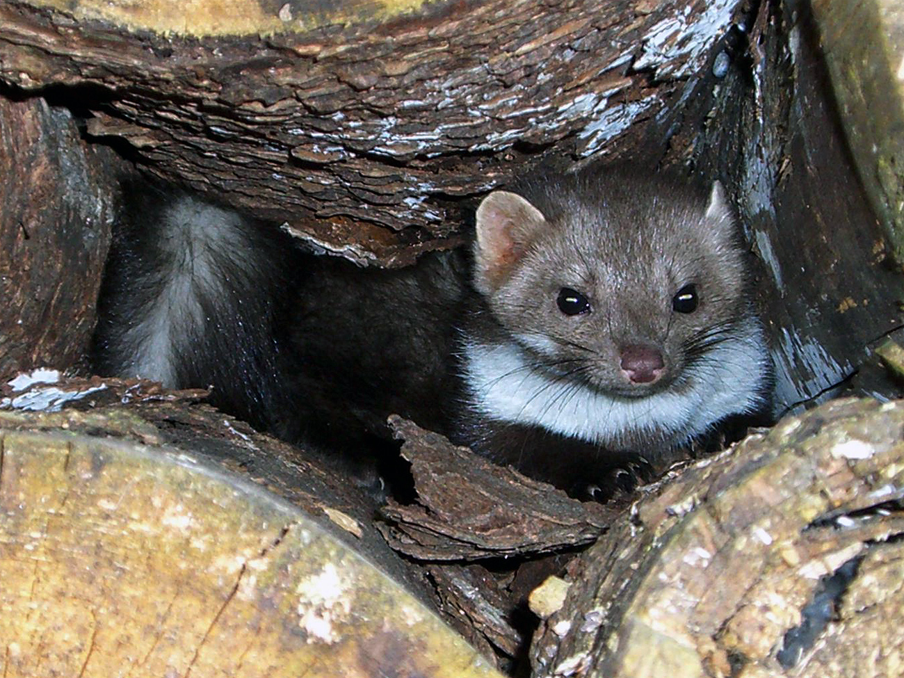 Steinmarder (Martes foina) in einem Holzstoß