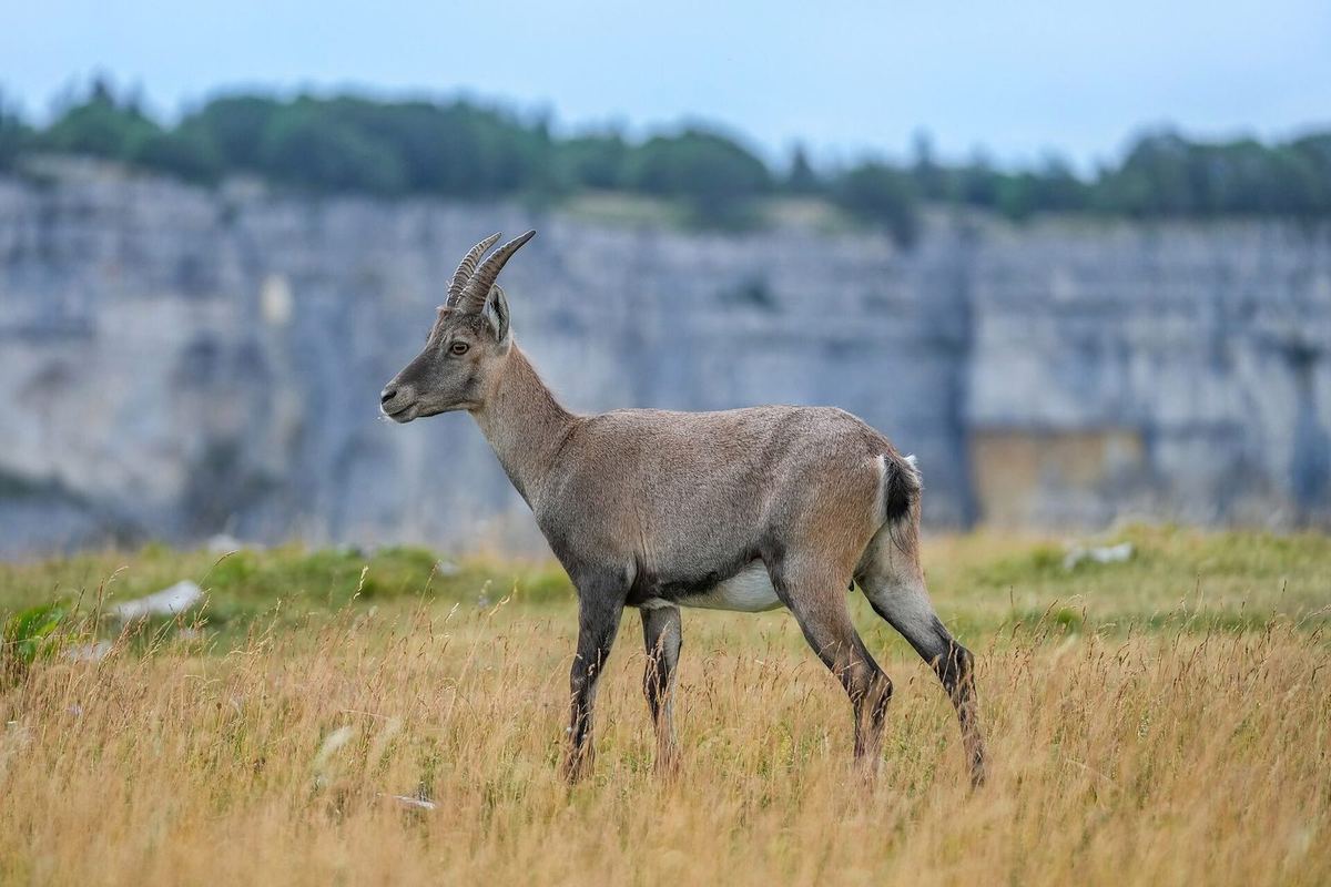 Alpensteinbock – weibliches Stück im natürlichen Lebensraum