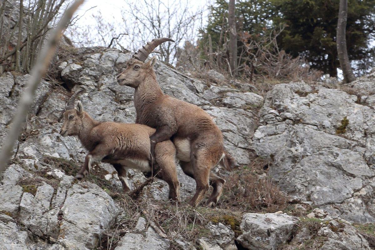 Alpensteinbock bei der Paarung auf der Hohen Wand nächst dem Völlerinsteig.