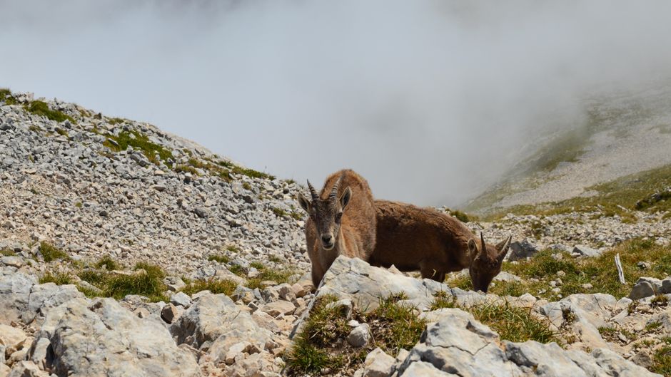 Alpensteinbock