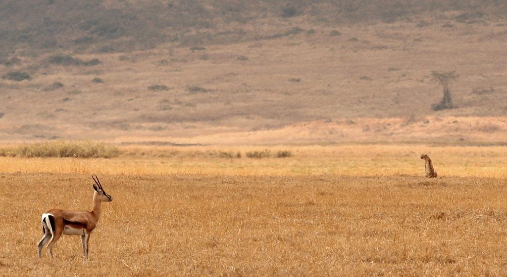 Grant-Gazelle und Gepard im Ngorongoro-Krater, Tansania