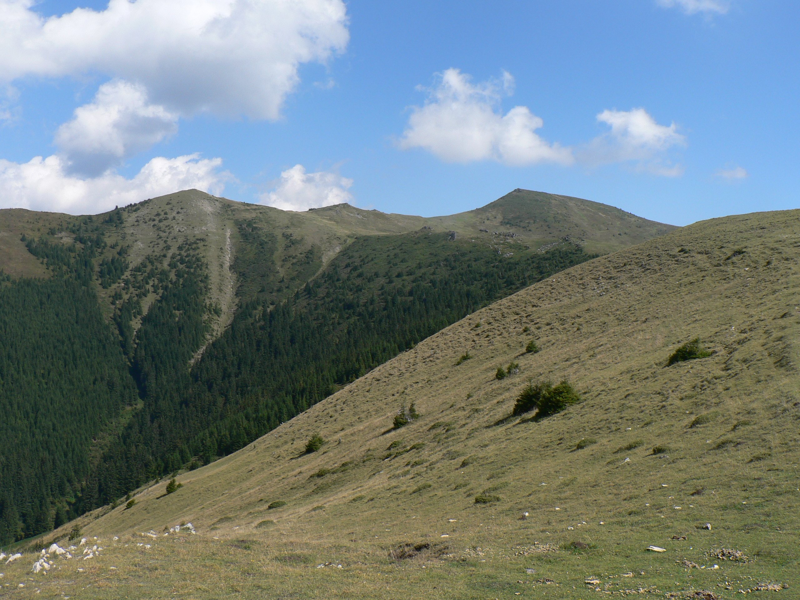 Bergwiesen und Fichtenwald im Făgăraș-Gebirge der Südkarpaten